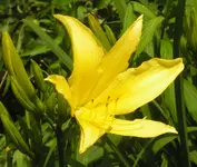 2009  Garten -7-1 Taglie ge 111.webp