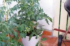 IMGP1084.webp