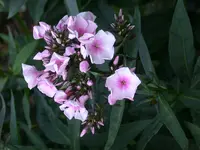 DSCN7184.webp