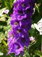 DSCN7173.webp
