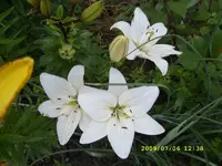 SL270371.webp