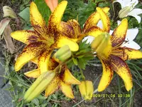 SL270372.webp