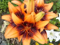 SL270373.webp