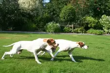 beide vorstehend im Garten_klein.webp