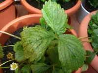 Erdbeere.webp