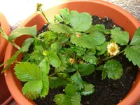 erdbeeren.webp