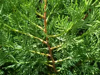 unbekannte_thuja_004.webp