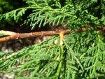 unbekannte_thuja_004.jpg