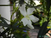 PICT3553.webp