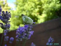 PICT3611.webp