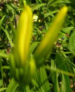 2009  Garten -7-1 Taglilie Knospe  112.webp