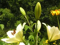2009  Garten -7-1 Lilienknospe 110.webp