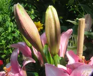 2009  Garten -7-1 Lilienknospe .webp
