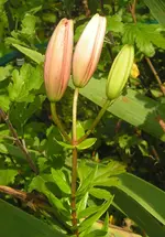 2009  Garten -7-1  Lilienknospe 001.webp