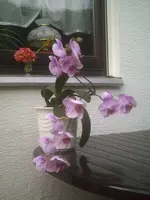 Orchidee.webp