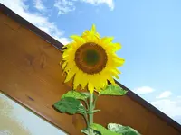 Sonnenblume.webp