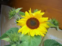 Sonnenblume2.webp