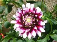 Dahlie.webp