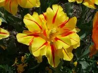 tulpe.webp