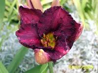 SA500370.webp