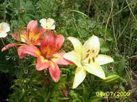 SA500379.webp