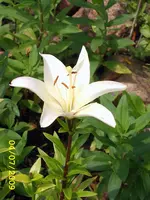 SA500377.webp