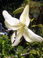 SA500405.webp