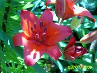lilie rot.webp