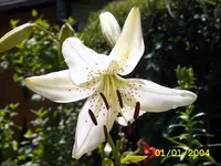 SA500403.webp