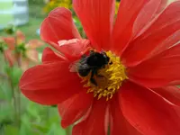 dhalie mit frieda.webp