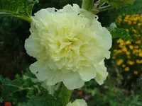 gelbe gef. stocki.webp