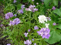 huebsche Mischung.webp