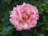 malerrose neue bluete.webp
