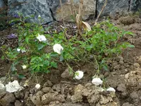 neue weisse Rose.webp