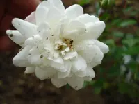 Rose Snowflake.webp