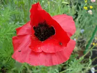 tiefroter mohn.webp