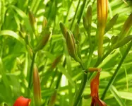 2009  Garten -7-1 Taglilienknospe 021.webp