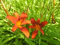 2009  Garten -7-1 Taglilien rt 021.webp