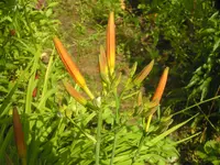 2009  Garten -7-1 Taglili3en knospe 024.webp