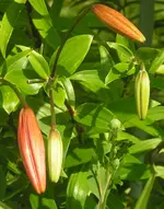 2009  Garten -7-1 Lilienknospe 008.webp