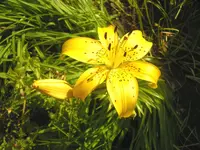2009  Garten -7-1 029.webp