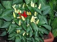 chili-rm.webp