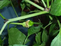 peter-pepper-yellow.webp