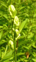 2009  Garten -7-1 Knospe 026.webp