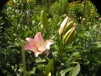 2009  Garten -7-1 117.webp