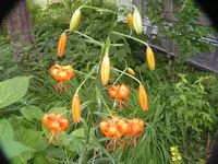 2009  Garten -7-1 163.webp