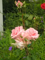 2009  Garten -6-27 025.webp
