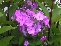 2009  Garten -6-27 082.webp