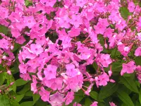 2009  Garten -6-27 081.webp