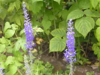 2009  Garten -6-27 087.webp